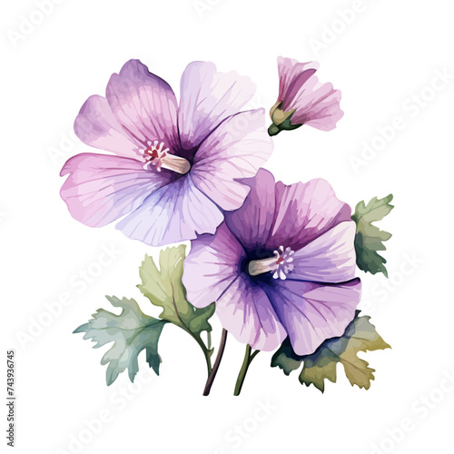 Watercolor hand drawn painting of a malva flower (purple flower) with green leaves on a white background. vector format photo