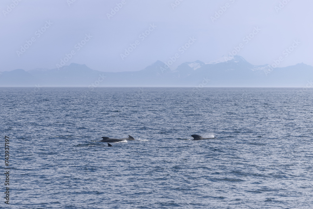 Fototapeta premium Adult pilot whales surface near the Lofoten archipelago, with majestic Norwegian peaks faintly etched in the misty backdrop