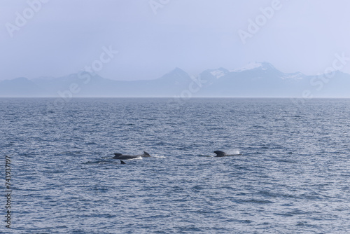Adult pilot whales surface near the Lofoten archipelago, with majestic Norwegian peaks faintly etched in the misty backdrop