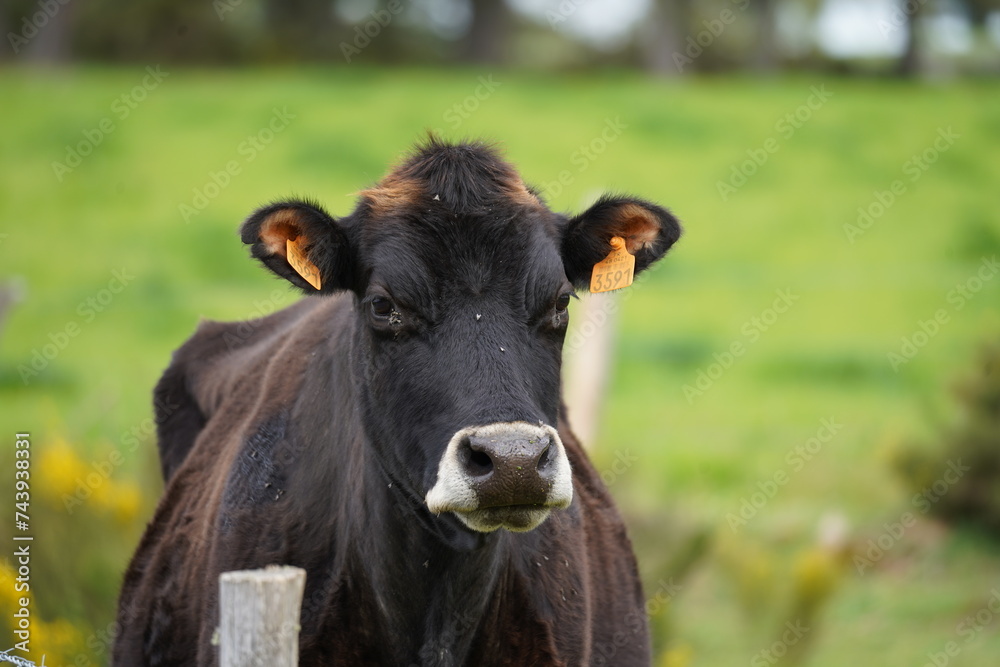 portrait d'une jeune vache noire