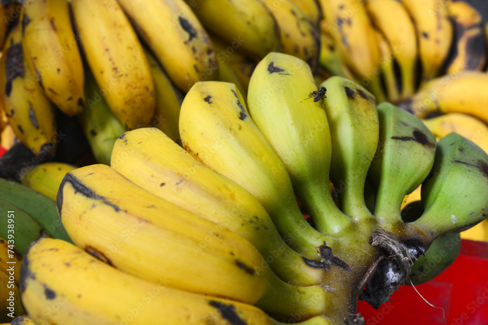 Bunch of bananas isolated on white background with clipping path and full depth of field.