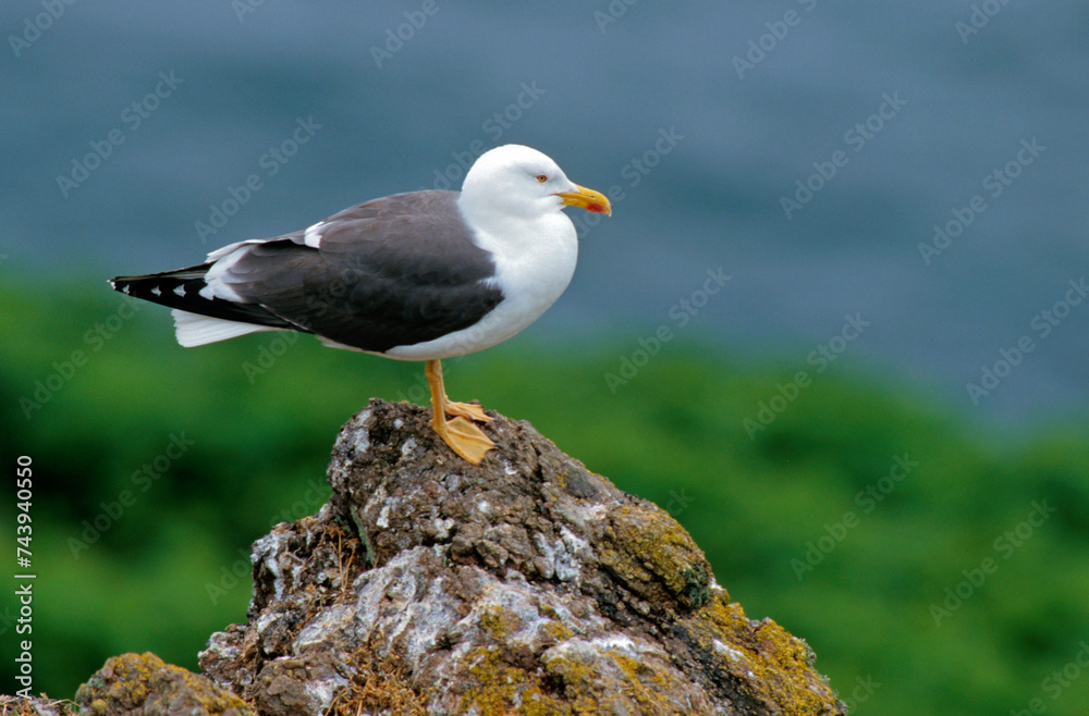Goéland brun,.Larus fuscus, Lesser Black backed Gull Goéland brun,.Larus fuscus, Lesser Black backed Gull