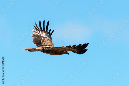 Aigle des steppes,.Aquila nipalensis, Steppe Eagle photo