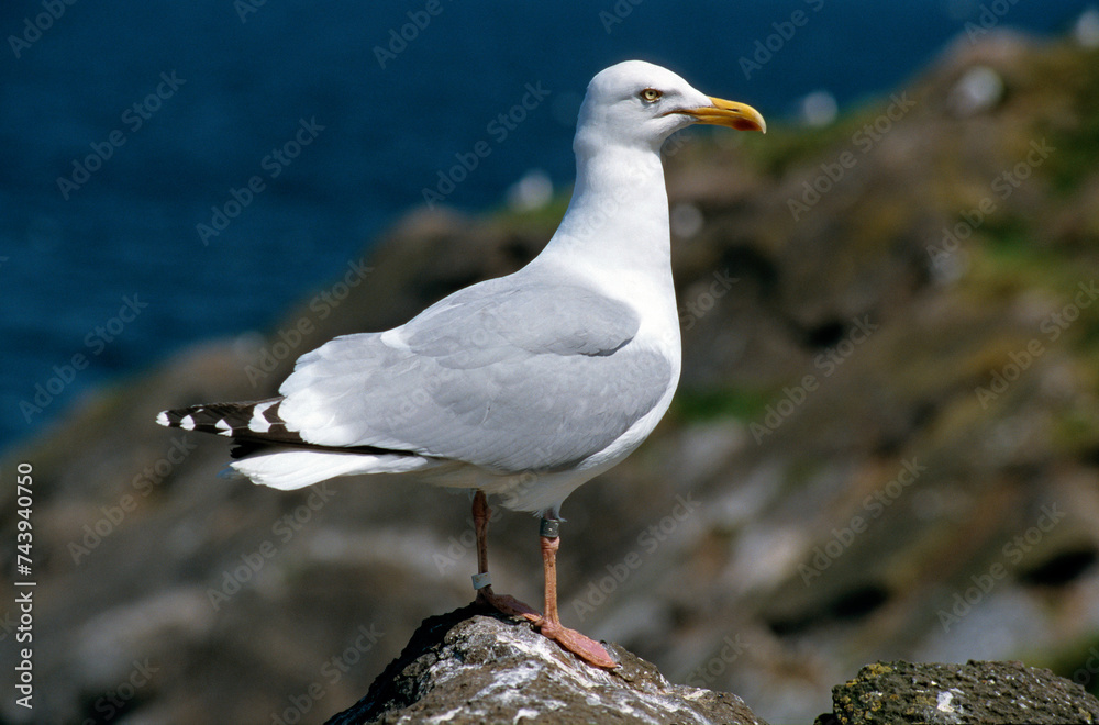 Goéland argenté,.Larus argentatus, European Herring Gull Goéland argenté,.Larus argentatus, European Herring Gull