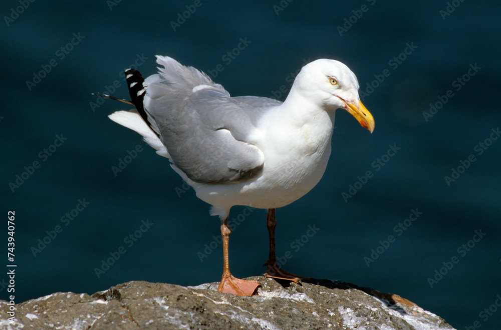 Fototapeta premium Goéland argenté,.Larus argentatus, European Herring Gull