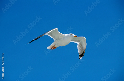 Goéland argenté,.Larus argentatus, European Herring Gull photo