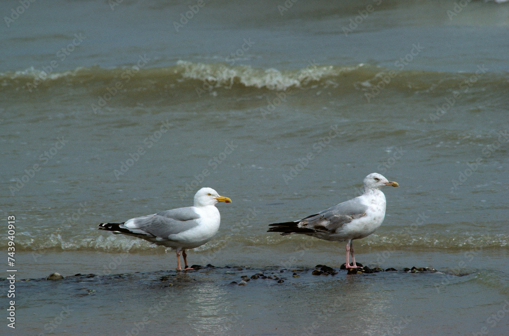 Obraz premium Goéland argenté,.Larus argentatus, European Herring Gull