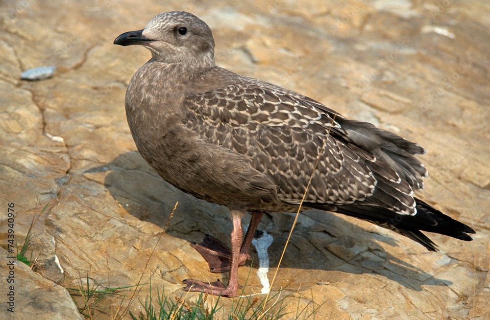 Obraz premium Goéland argenté,.Larus argentatus, European Herring Gull