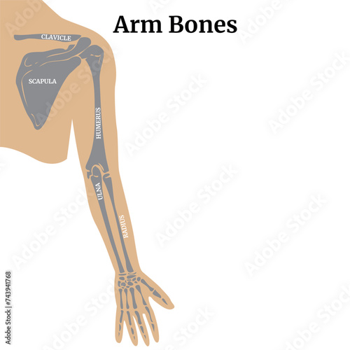 Anatomy of the bones of the musculoskeletal system. The structure of the bones of the arm with the scapula and collarbone. Vector illustration