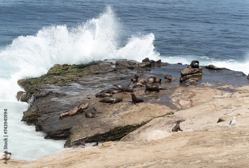 sea lions an a rock at the pacific coast with waves