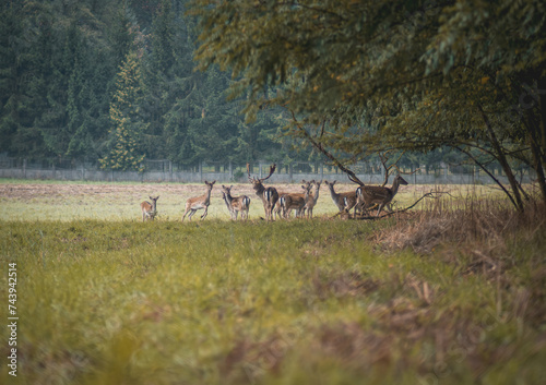 Fototapeta Naklejka Na Ścianę i Meble -  wild animals deer standing in a field in the morning next to a deciduous coniferous forest, Polish nature
