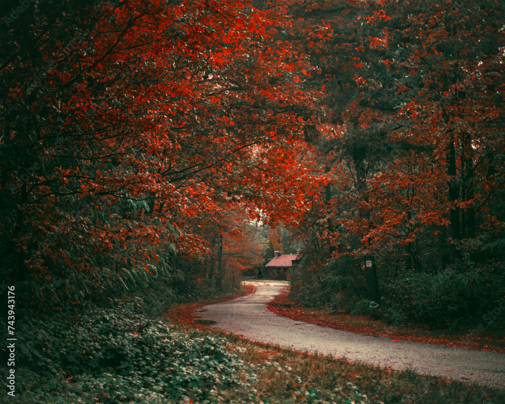 road in autumn - obrazy, fototapety, plakaty 