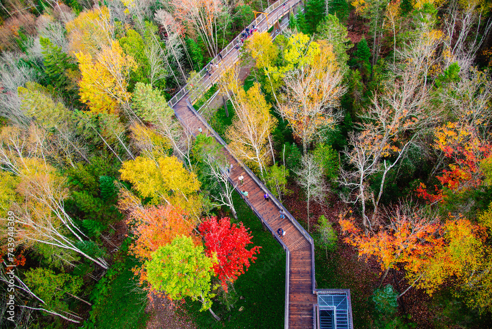 Obraz premium Mont blanc, Canada - Oct. 15 2023: Mountain trail in quebec forest covered with autumn color leaves
