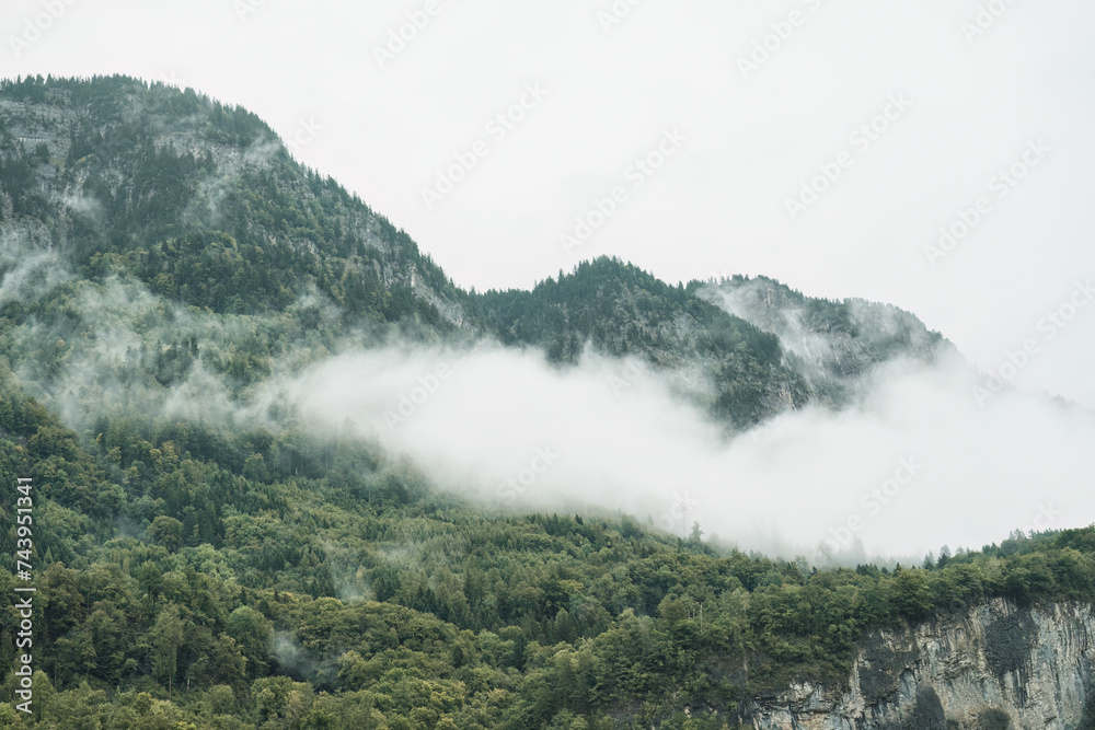 Misty green mountain with pine forest in the morning Misty green mountain with pine forest in the morning