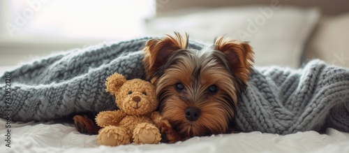 A Yorkshire terrier puppy cuddles with a toy bear on a bed, under a cozy blanket.