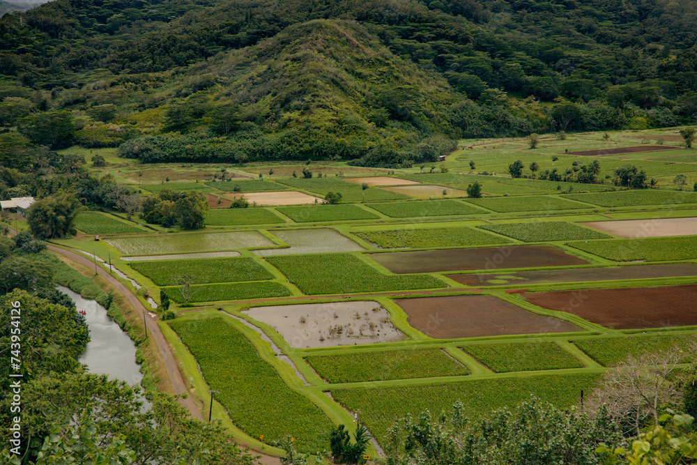Hanalei Valley with taro fields, Kauai, Hawaii