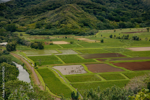 Hanalei Valley with taro fields, Kauai, Hawaii photo