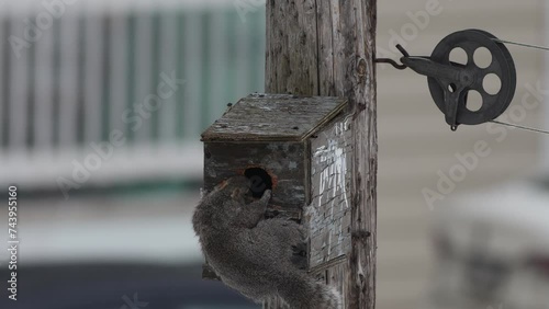 Écureuil essayant d'entrer dans un nichoir à oiseaux photo