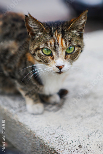 beautiful tricolor cat with green eyes looking to the camera