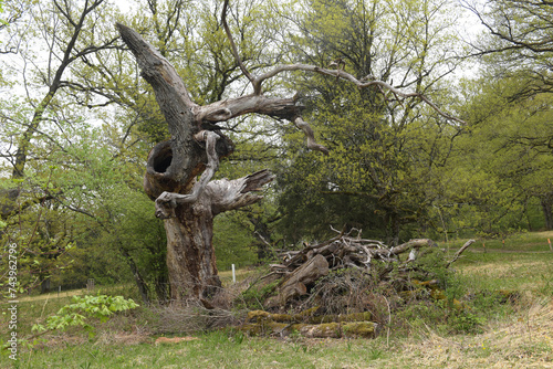 Stieleiche, Totenholz  photo