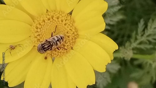 In this video a fly is sucking the nectar and pollination is also being happened in this process.