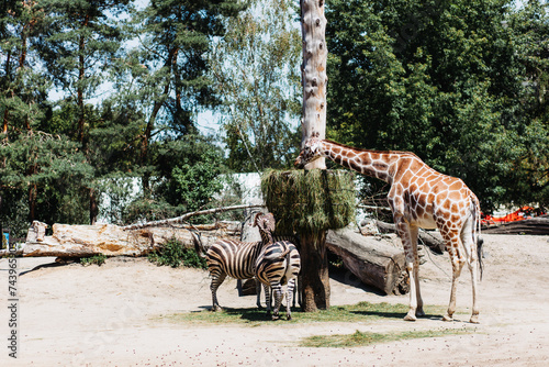 Photography Giraffes in an enclosure at the Wroclaw Zoo.