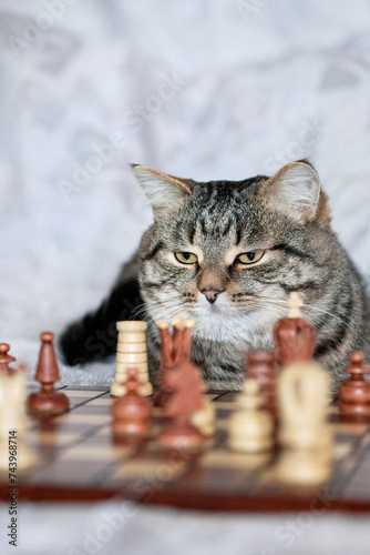 Obraz na płótnie Chess Cat