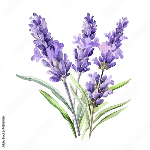 Watercolor Drawing of lavender flower isolated on white background. vector format