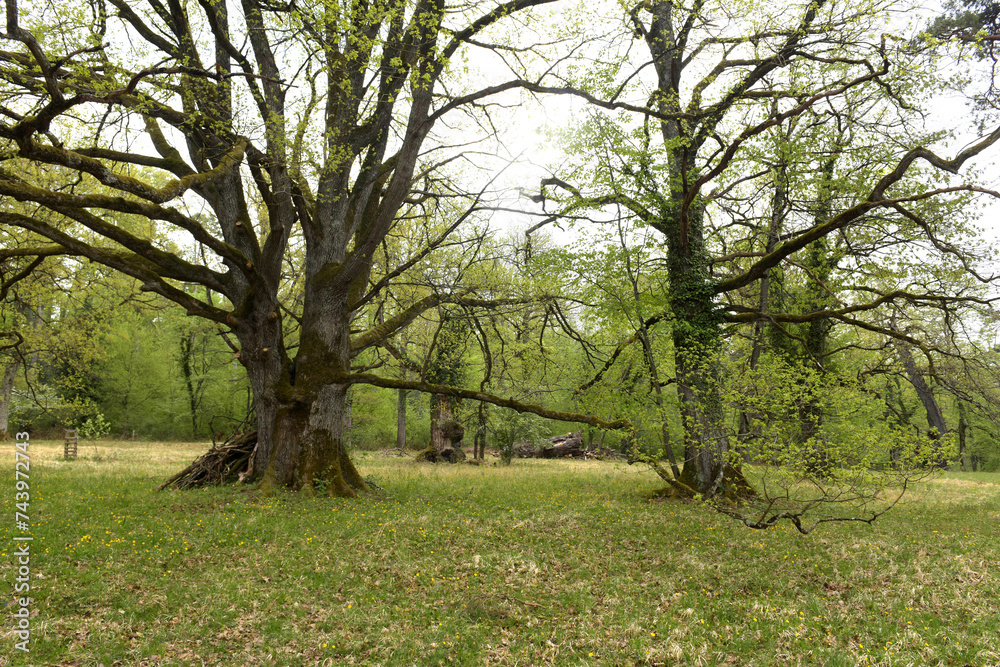 Obraz premium Eichenbäume