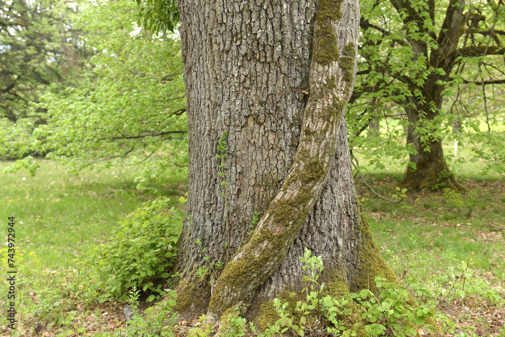 Obraz premium Eichenbäume