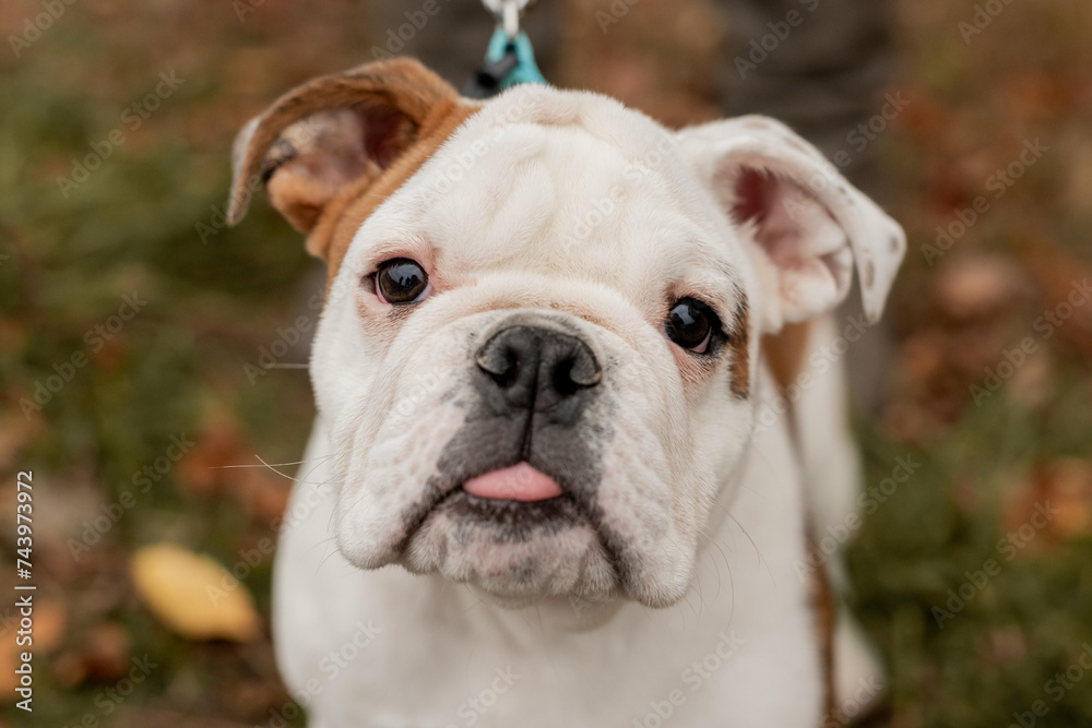 english bulldog portrait outdoors with tongue sticking out
