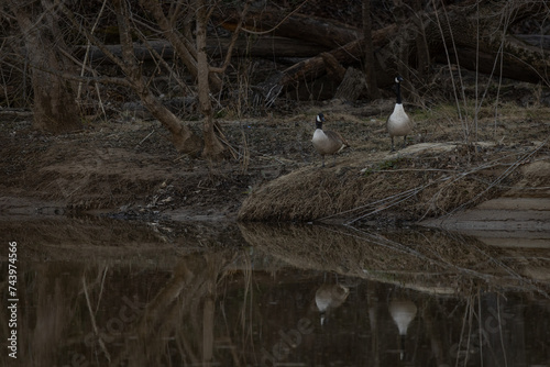 Geese on the Edge of a River at Sunset