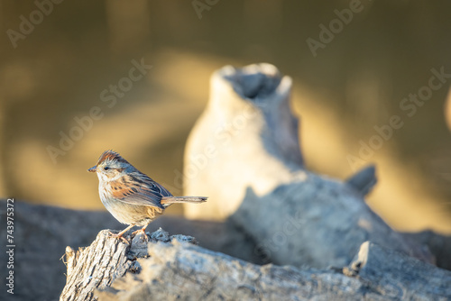 Finch on a Tree Branch on a Sunny Day