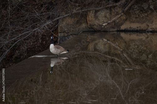 Goose on the River Dam at Sunset