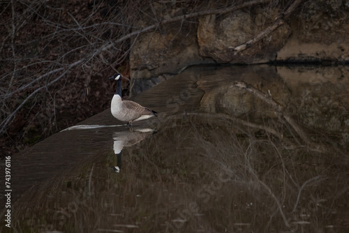 Goose on the River Dam at Sunset