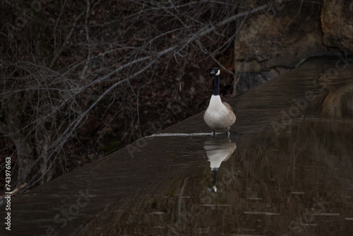 Goose on the River Dam at Sunset