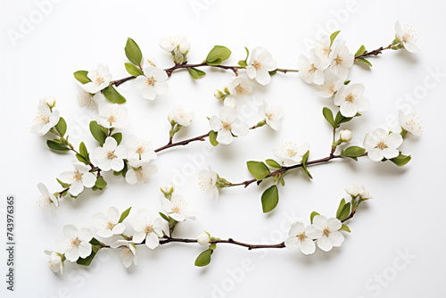 Fresh cherry blossoms on white background