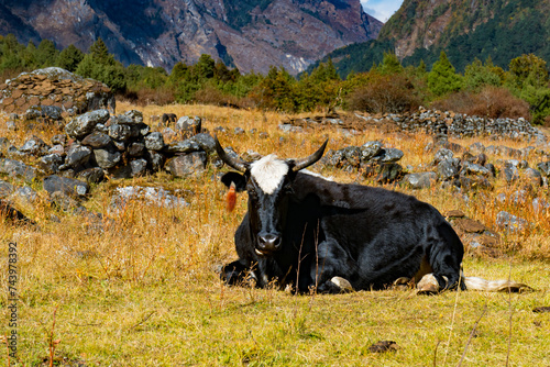 Himalayan Yak in the beautiful landscape of Folay Phale VIllage in Ghunsa, Taplejung, Kanchenjunga  photo