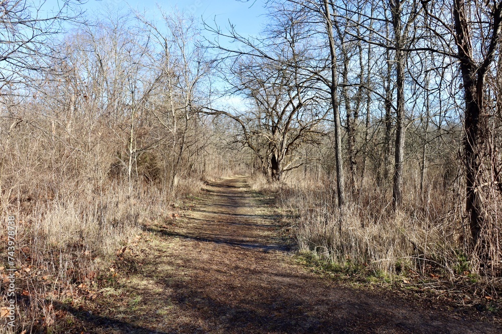 The empty hiking trail in the woods on a sunny day. The empty hiking trail in the woods on a sunny day.