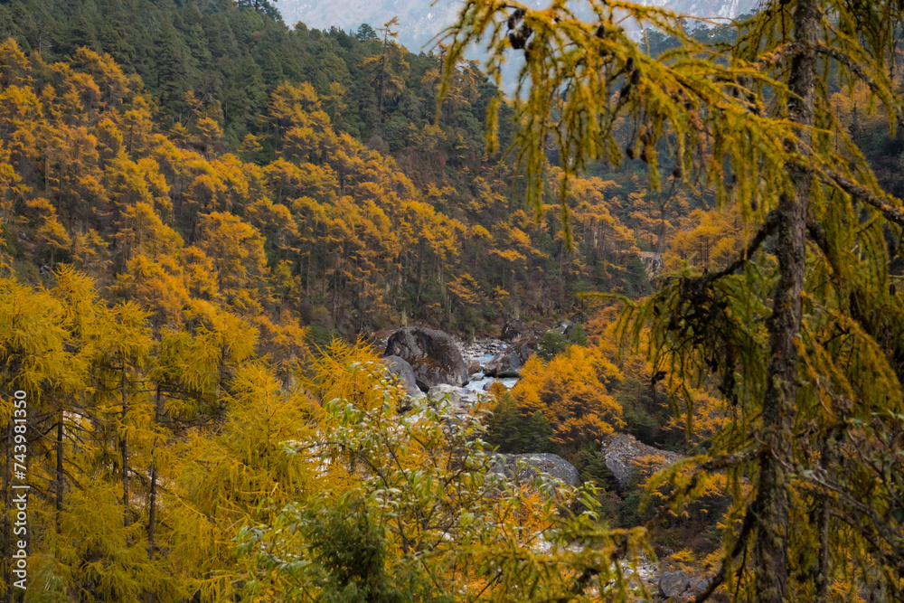 Autumn Forest and Himalayan Mountain River in Kanchenjunga, Taplejung, Nepal