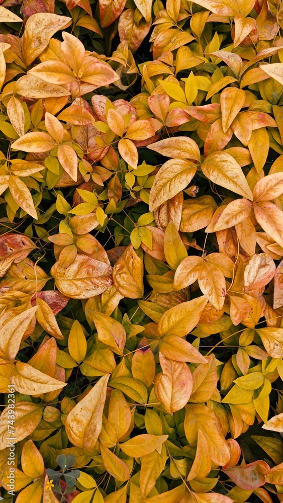 autumn leaves background autumn leaves background