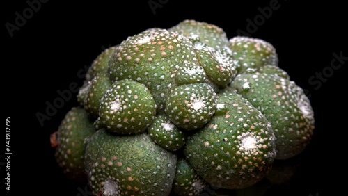 Blossfeldia liliputana - a plant grafted onto Cereus with numerous shoots in the collection photo