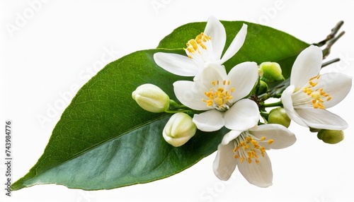 orange blossom branch with white flowers buds and leaves isolated transparent png neroli citrus bloom photo