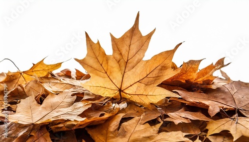 brown dry maple fallen leaves heap isolated transparent png autumn season