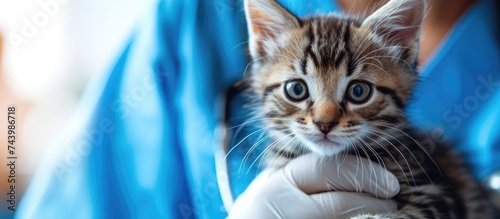 Attractive vet examining ki...