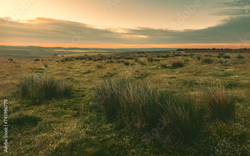 North York Moors with cattle and cotton grasses at daybreak near Levisham, Yorkshire, UK. photo