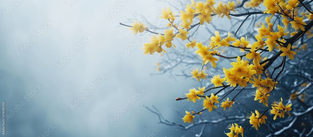 Witch hazel that yellow beautiful flowers bloom early spring Witch hazel is a beautiful flower that blooms in the mountains with a symbol of early spring. with copy space image Witch hazel that yellow beautiful flowers bloom early spring Witch hazel is a beautiful flower that blooms in the mountains with a symbol of early spring. with copy space image
