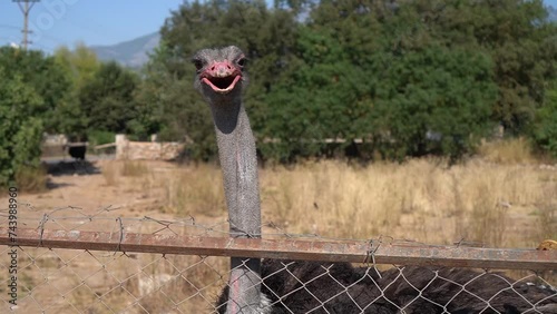Close up shot of an ostrich behind wires