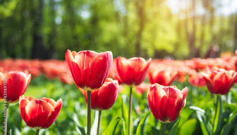flower bed of red beautiful tulips green lawn beautiful spring tulips flowers in park sunny day copy space for text image