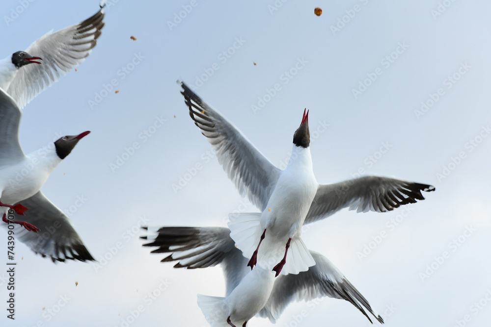 Obraz premium seagulls in flight